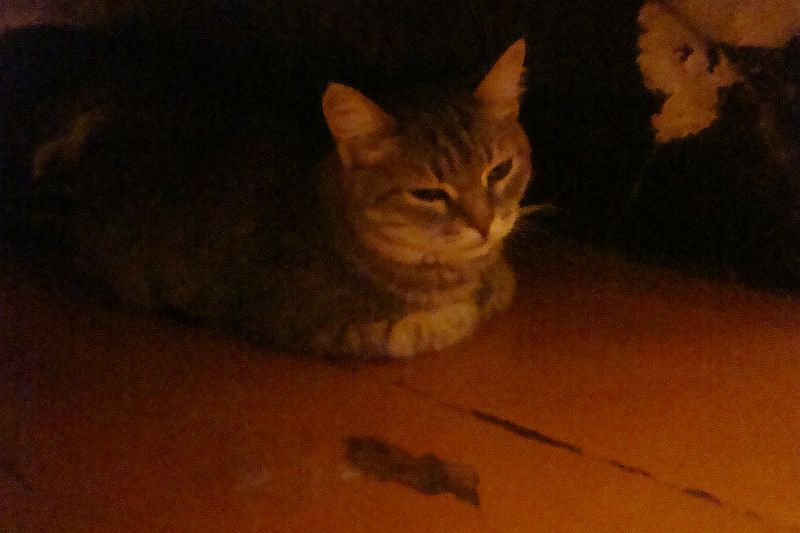 DSC03877 Элис 28 марта.jpg