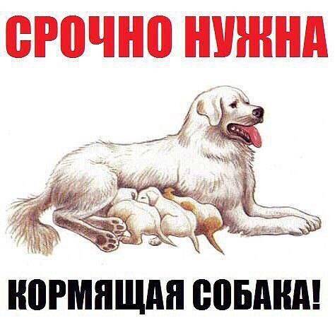 кормящаясука.jpg