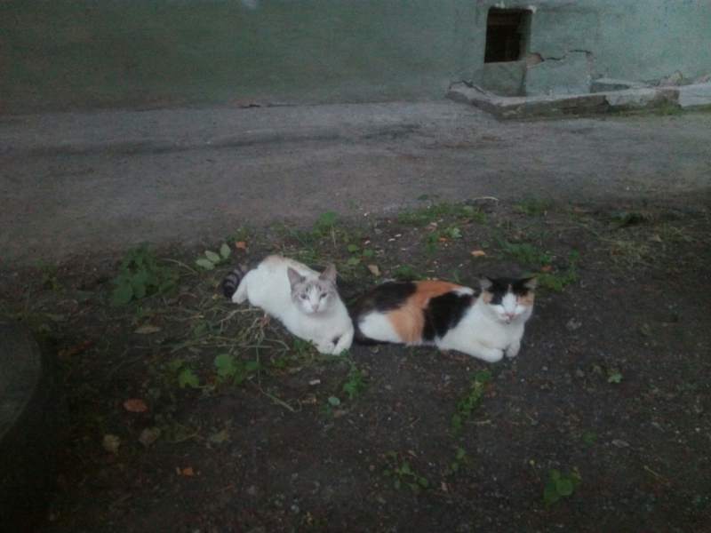 BBYX6TUyj10.jpg