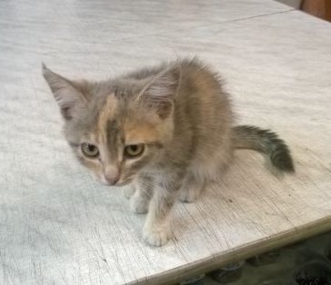 коткнок на автомойке.jpg
