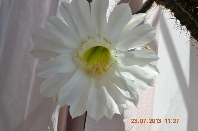 DSC_1235.JPG