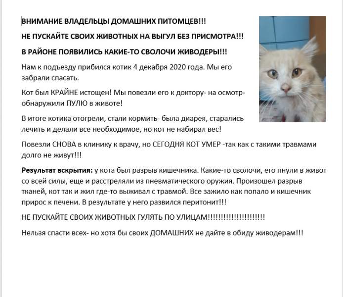 котик.jpg