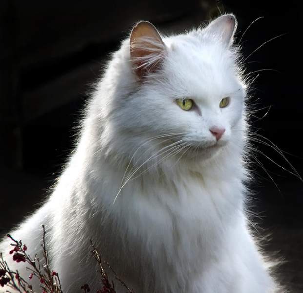 Thewhitecat.jpg