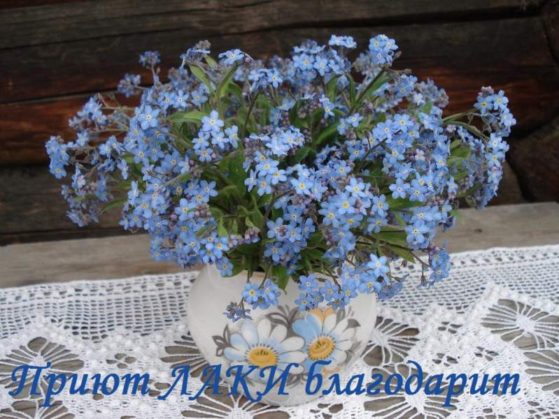 благодарит 12.jpg