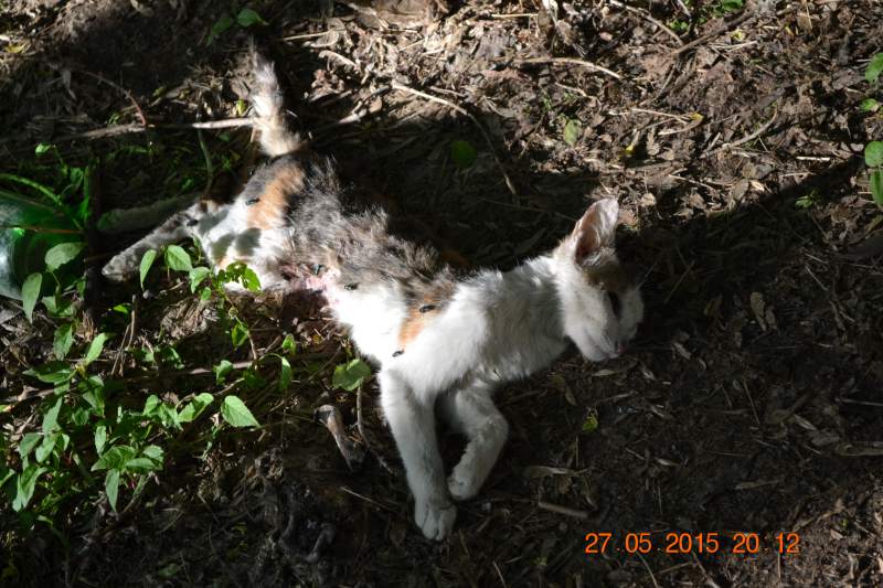 DSC_7504.JPG