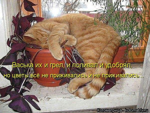 1430551514_kotomatricy-1.jpg