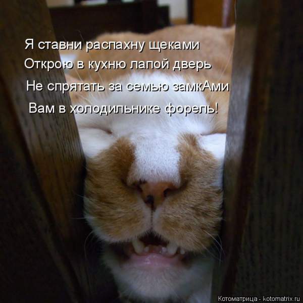 kotomatritsa_m.jpg