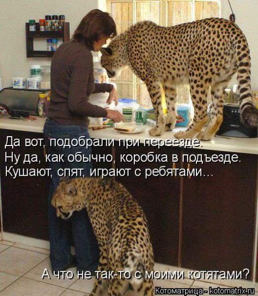 kotomatritsa_y.jpg