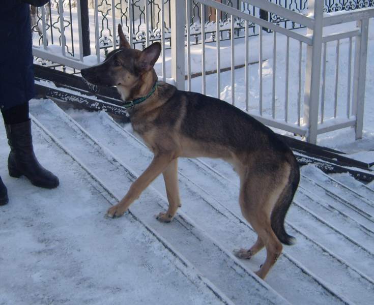 dog.jpg