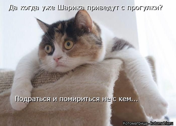 1435905776_kotomatnica-novoe-1.jpg