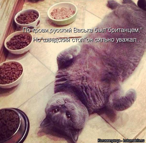 kotomatritsa_aN.jpg