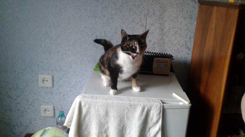 кома2.jpg