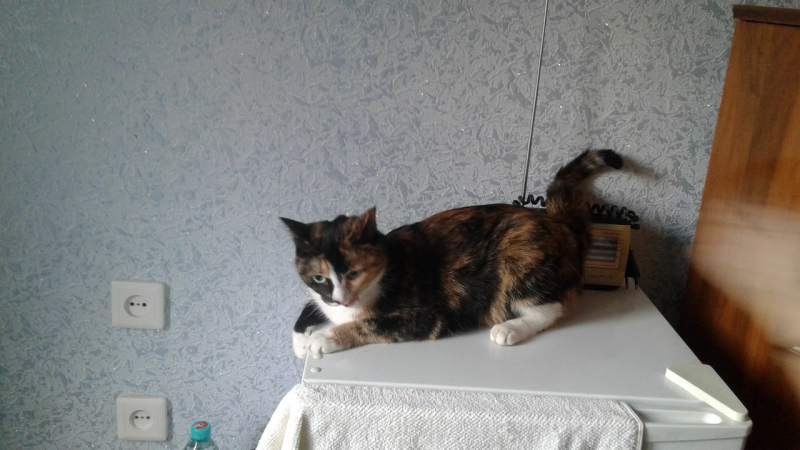 кома1.jpg