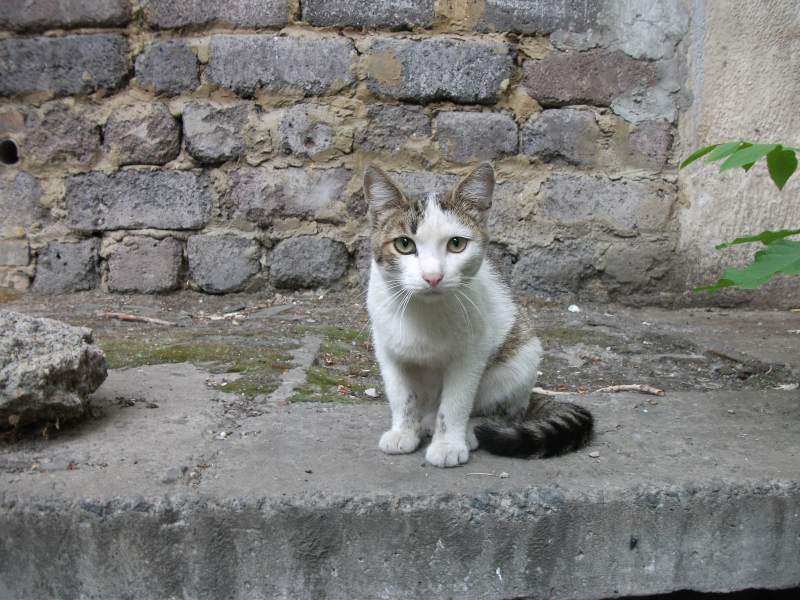 DSCF1470.JPG