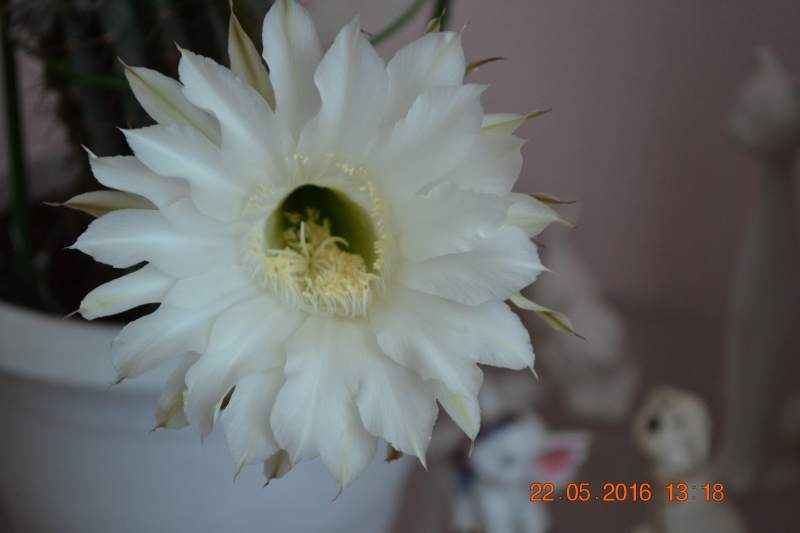 DSC_9270.JPG