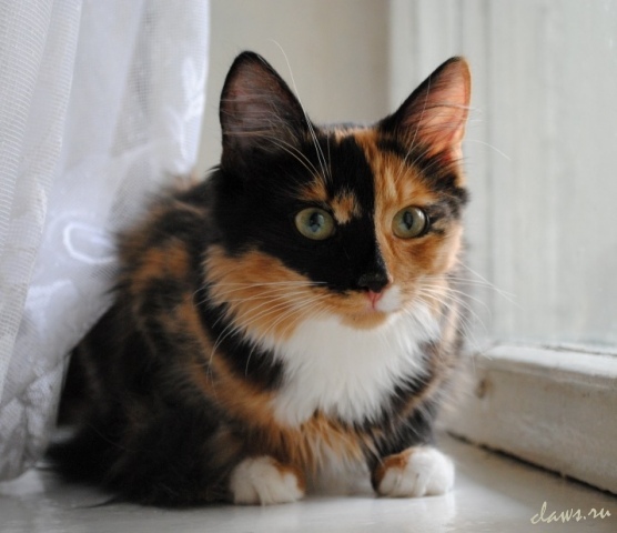 cats_1338266531_556x480.jpg