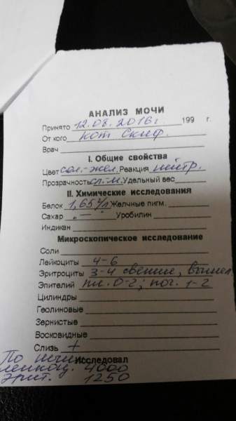 моча 12.08.2016.jpg
