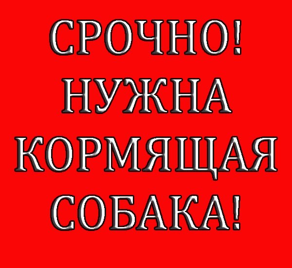 кормящая собака.jpg
