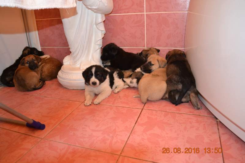 DSC_9528.JPG