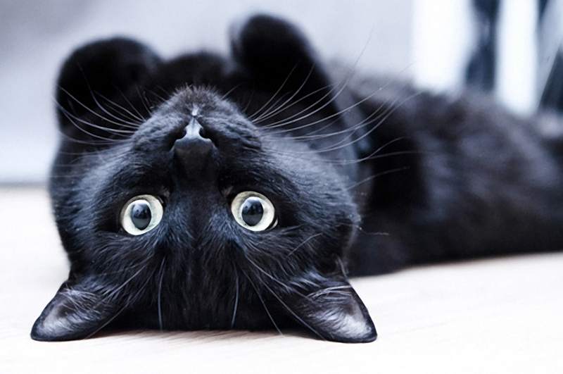 1352983714_blackieos.jpg