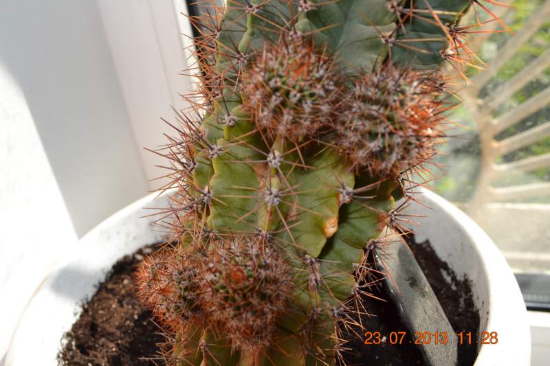 DSC_1238.JPG