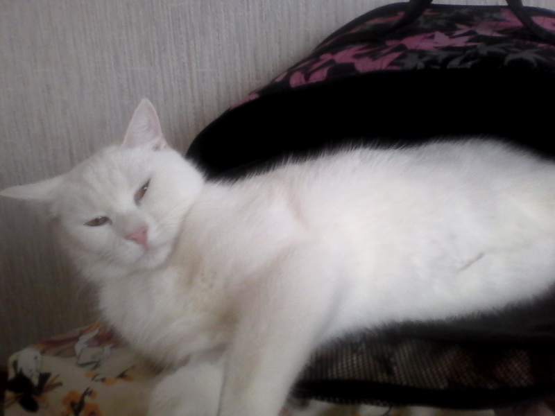 IMG_20161105_155303 - копия.jpg