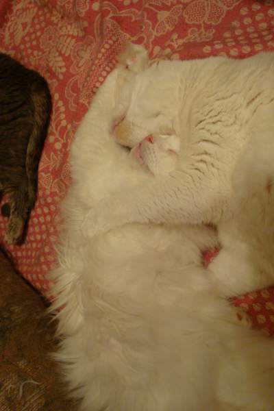 Кузя ПушокDSC09139.jpg