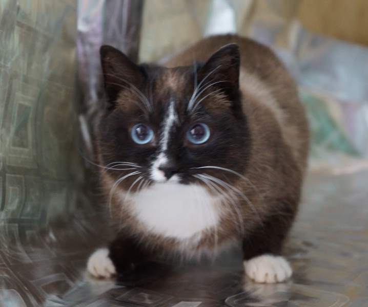 Котики_42.jpg