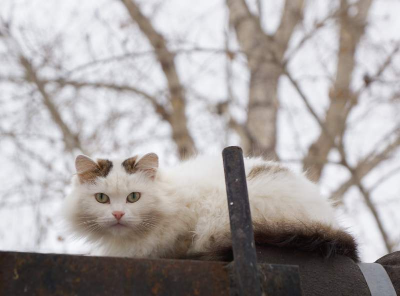 Котики_33.jpg