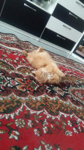 20170205_101215.jpg