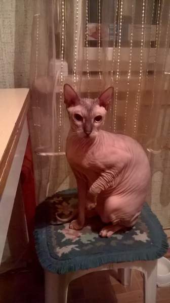 Крис.jpg