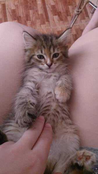 КОШКА.jpg
