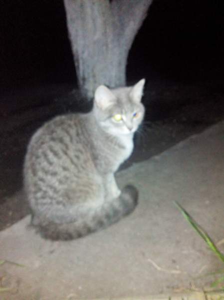 кошка.jpg