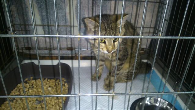mms_img-1551796828.jpeg