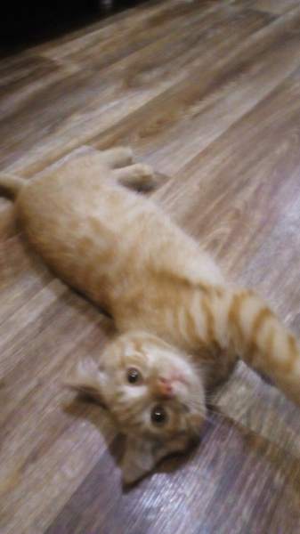 котенок1.jpg