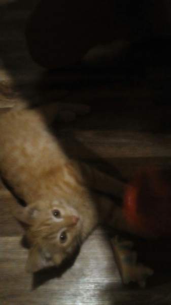 котенок.jpg
