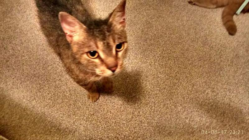 IMG-20170804-WA0003.jpg