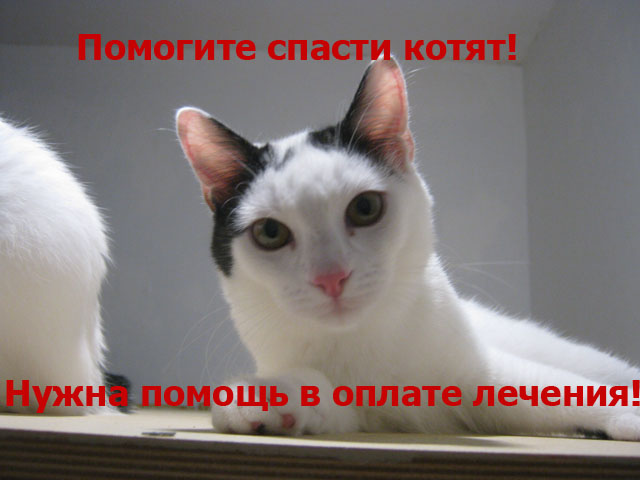 Снежок помощь.jpg