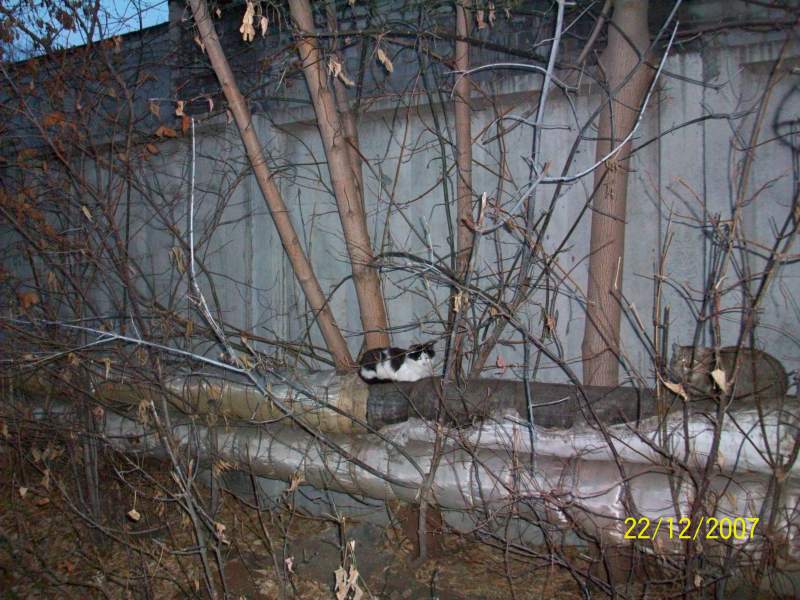 Кисы 017.jpg