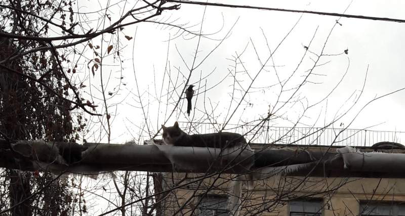 кот.jpg